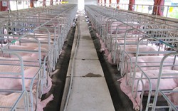 Hasco cung cấp 5.000 tấn thịt lợn sạch phục vụ Tết Nguyên đán 2017
