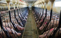 Masa đầu tư nghìn tỷ xây dựng trang trại chăn nuôi lợn kỹ thuật cao
