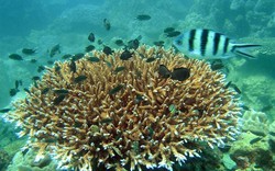 Vườn ươm san hô trên vùng biển Phú Quốc