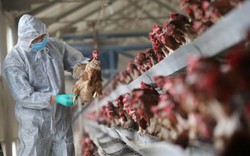 Trung Quốc đóng cửa các chợ gia cầm sống vì dịch cúm A/H7N9