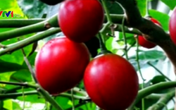 Cà chua Tamarillo có giá 1 triệu đồng/kg trồng ở Lâm Đồng