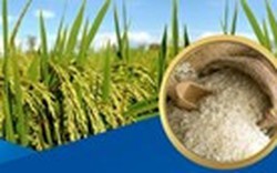 Chiến lược phát triển thị trường xuất khẩu gạo