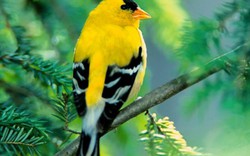 Chim cảnh mắc bệnh và các dấu hiệu nhận biết sớm nhất