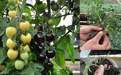 Kinh nghiệm trồng cà chua đen