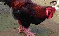 Phân biệt gà Đông Tảo thuần chủng với gà Đông Tảo lai