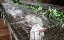 Học cách nuôi thỏ và vệ sinh chuồng thỏ đúng phương pháp