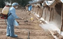 Xuất cấp hóa chất sát trùng cho Nam Định