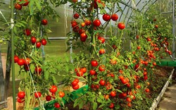 Yếu tố tác động đến chất lượng cà chua khi trồng