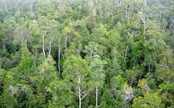 Việt Nam đặt mục tiêu tăng độ che phủ rừng lên 45%