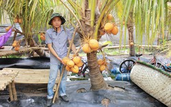Khám phá vườn dừa 2 màu Adona “độc lạ” tại TP. HCM