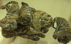 Nghệ An: Bắt giữ 5 xác hổ con trong thùng xốp