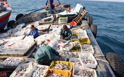 Việt Nam gia nhập Hiệp định chống khai thác thủy sản bất hợp pháp