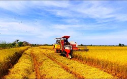 Chính phủ ban hành Nghị định về chính sách khuyến khích phát triển hợp tác, liên kết trong nông nghiệp