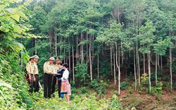 Thủ tướng phê duyệt Đề án Quản lý rừng bền vững và Chứng chỉ rừng