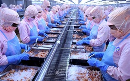 Minh Phú sẽ kháng cáo quyết định của Mỹ liên quan đến sai phạm xuất khẩu tôm nguồn gốc Ấn Độ