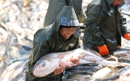 24h qua ảnh: Nông dân thu hoạch cá mùa đông ở Trung Quốc