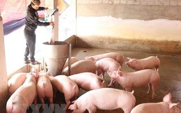 Hiệp định EVFTA: Hướng đi nào cho ngành chăn nuôi Việt Nam