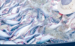 Thủy sản Mekong (AAM): Nguồn thu xuất khẩu giảm, quý 1 báo lãi 666 triệu đồng