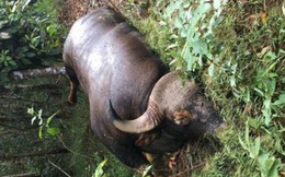 Cá thể Bò tót nặng gần 500kg chết tại Khu Bảo tồn thiên nhiên, văn hóa Đồng Nai