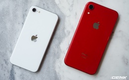 Ai cũng nói camera iPhone SE 2020 giống iPhone XR, sự thật là thế nào? Mời bạn đọc bình chọn ảnh chụp từ máy nào đẹp hơn