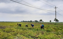 Công an Thừa Thiên Huế xuống đồng "cứu lúa" giúp dân