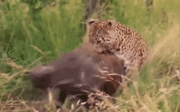 Báo đang vật vã với lợn khỏe thì bỗng có kẻ thù "không mời mà đến" xuất hiện