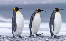 Nghiên cứu mới: Phân chim cánh cụt tạo ra khí gây cười, hít thở không khí trong khu vực thôi cũng đủ &quot;quặn ruột&quot;