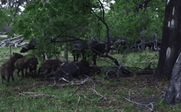 Linh cẩu săn giết trâu rừng, cả đàn trâu tới giải cứu: Số phận con mồi sẽ ra sao?