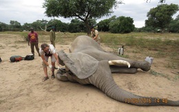 Kiểm tra lỗ thủng kỳ lạ trên đầu chú voi, bác sỹ thú y phát hiện sự thật đau buồn nhưng cũng bất ngờ vì cách hành xử của con vật