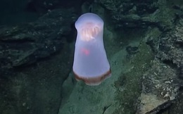 Con sứa kỳ lạ: 'Bóng ma' ghê rợn hay một cái túi nilon đơn thuần?