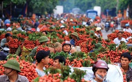 Việt Nam chuẩn bị có sàn TMĐT dành riêng cho vải thiều