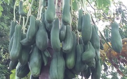 Hình ảnh cây đu đủ kỳ lạ &quot;nở trăm trái&quot; trong vườn khiến nhiều người bất ngờ thậm chí đòi trả giá cao để được mang về 