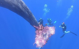 24h qua ảnh: Thợ lặn giúp cá voi khổng lồ thoát khỏi lưới đánh cá