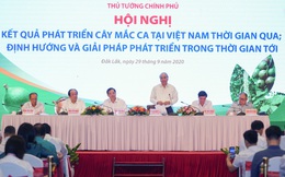 Thủ tướng: "Phải trả lời cho được diện tích trồng cây mắc ca bao nhiêu là phù hợp"