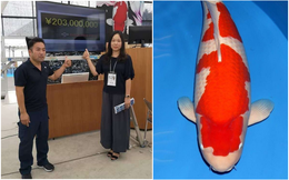 Dân mạng giật mình với nàng cá Koi được bán với giá 42 tỷ đồng ở Nhật, chỉ dài hơn 1 mét mà đắt bằng cả chục căn chung cư