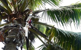 Các nhà khoa học Ấn Độ phát triển thành công robot hái dừa, năng suất thu hoạch cao hơn cả con người