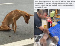 Dân mạng kêu gọi cứu trợ chú chó bị liệt hai chân lết đi kiếm ăn dưới một chung cư cao cấp ở Sài Gòn