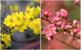 Chọn những loại hoa trang trí cho ngày Tết cổ truyền, chúng tôi sẽ cho biết may mắn nào sẽ đến với bạn khi bước sang năm Tân Sửu 