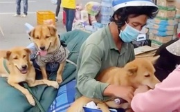 Cuộc sống hiện tại của chủ nhân 15 con chó bị tiêu hủy ở Cà Mau như thế nào?