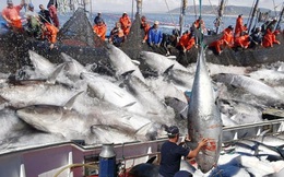 Sướng mắt cảnh kéo lưới bắt hàng trăm tấn cá cùng lúc và chế biến ngay trên thuyền