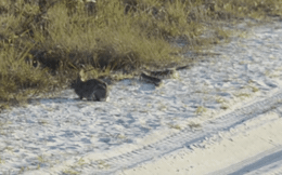 Rắn đuôi chuông nguy hiểm nhất Bắc Mỹ âm thầm trườn tới phía sau thỏ: Kết cục ra sao?