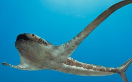 Phát hiện loài cá mập cổ đại sở hữu những chiếc vây kỳ lạ giúp nó có thể &quot;bay trong nước&quot; như loài cá đuối