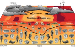 Phải mất 10 triệu năm sự sống trên Trái Đất mới có thể phục hồi sau sự kiện &quot;The Great Dying&quot;