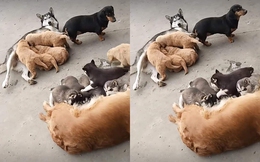 2 chó mẹ dẫn đàn con đi dạo, nhưng cảnh tượng &quot;nhầm chuồng&quot; sau đó của lũ chó con lại khiến &quot;bà mẹ 4 chân&quot; bối rối cực độ