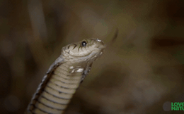 Vừa bắt được con mồi, rắn bỗng cảm thấy điều đáng sợ diễn ra với cơ thể mình