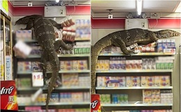 Đói ăn, &quot;quái vật khổng lồ&quot; đột nhập cửa hàng tiện lợi khiến CĐM sợ hãi, ví von như Godzilla