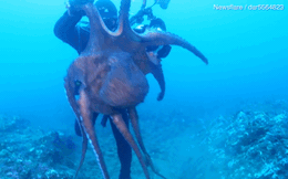 Bị quay sát mặt, bạch tuộc khổng lồ 'điên máu' tấn công đẩy thợ lặn vào tình thế nguy hiểm