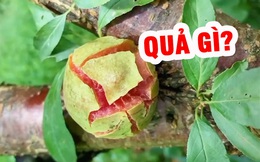 Loại quả nổi tiếng của miền Bắc bị &quot;biến dạng&quot; khiến nhiều người không nhận ra nổi: Thì ra ngoại hình quan trọng thật?