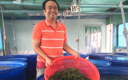 Đằng sau rong nho Trường Thọ - Từ anh kỹ sư dầu khí tới người tiên phong đổi mới trong ngành thủy sản Việt Nam