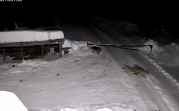 Béc giê bị cả đàn sói vào tấn công, thảm kịch kinh hoàng trong đêm lạnh lẽo